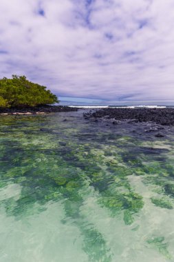 Galapagos Adaları - 23 Ağustos 2017: Coast Tortuga Bay San '