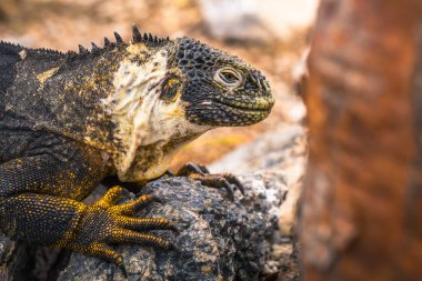 Galapagos Adaları - 24 Ağustos 2017: Endemik arazi Iguana Plaza Sur Island, Galapagos Adaları, Ekvador