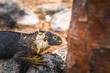 Galapagos Adaları - 24 Ağustos 2017: Endemik arazi Iguana Plaza Sur Island, Galapagos Adaları, Ekvador