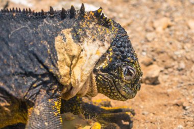 Galapagos Adaları - 24 Ağustos 2017: Endemik arazi Iguana Plaza Sur Island, Galapagos Adaları, Ekvador