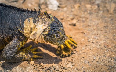 Galapagos Adaları - 24 Ağustos 2017: Endemik arazi Iguana Plaza Sur Island, Galapagos Adaları, Ekvador