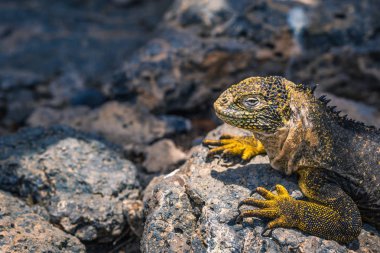 Galapagos Adaları - 24 Ağustos 2017: Endemik arazi Iguana Plaz içinde