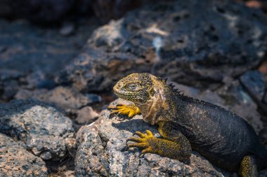 Galapagos Adaları - 24 Ağustos 2017: Endemik arazi Iguana Plaza Sur Island, Galapagos Adaları, Ekvador