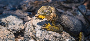Galapagos Adaları - 24 Ağustos 2017: Endemik arazi Iguana Plaza Sur Island, Galapagos Adaları, Ekvador