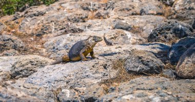 Galapagos Adaları - 24 Ağustos 2017: Endemik arazi Iguana Plaza Sur Island, Galapagos Adaları, Ekvador