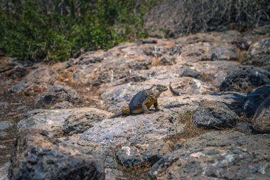 Galapagos Adaları - 24 Ağustos 2017: Endemik arazi Iguana Plaza Sur Island, Galapagos Adaları, Ekvador