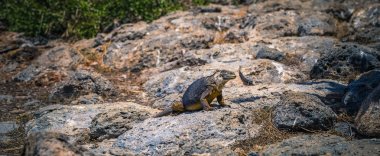 Galapagos Adaları - 24 Ağustos 2017: Endemik arazi Iguana Plaza Sur Island, Galapagos Adaları, Ekvador