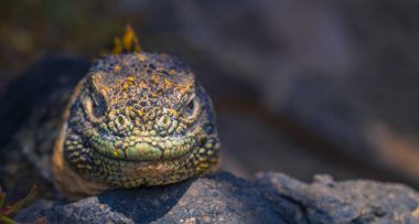 Galapagos Adaları - 24 Ağustos 2017: Endemik arazi Iguana Plaz içinde