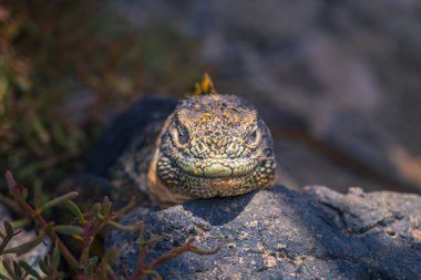 Galapagos Adaları - 24 Ağustos 2017: Endemik arazi Iguana Plaza Sur Island, Galapagos Adaları, Ekvador