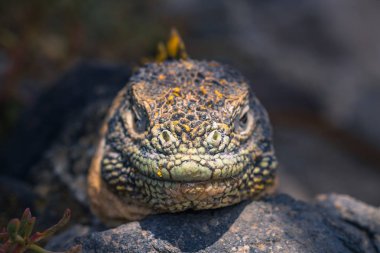 Galapagos Adaları - 24 Ağustos 2017: Endemik arazi Iguana Plaz içinde