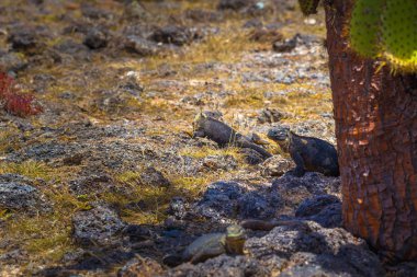 Galapagos Adaları - 24 Ağustos 2017: Endemik arazi Iguana Plaza Sur Island, Galapagos Adaları, Ekvador