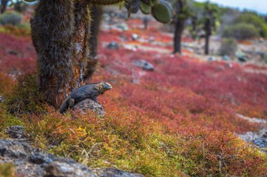 Galapagos Adaları - 24 Ağustos 2017: Endemik arazi Iguana Plaza Sur Island, Galapagos Adaları, Ekvador