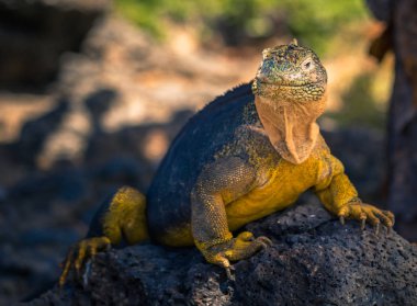 Galapagos Adaları - 24 Ağustos 2017: Endemik arazi Iguana Plaza Sur Island, Galapagos Adaları, Ekvador