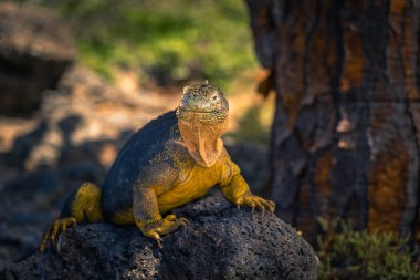 Galapagos Adaları - 24 Ağustos 2017: Endemik arazi Iguana Plaza Sur Island, Galapagos Adaları, Ekvador