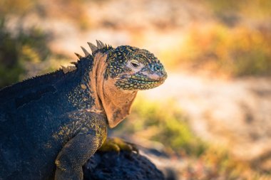 Galapagos Adaları - 24 Ağustos 2017: Endemik arazi Iguana Plaz içinde