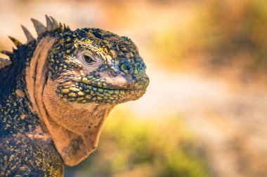 Galapagos Adaları - 24 Ağustos 2017: Endemik arazi Iguana Plaz içinde
