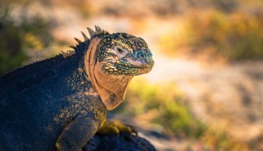 Galapagos Adaları - 24 Ağustos 2017: Endemik arazi Iguana Plaza Sur Island, Galapagos Adaları, Ekvador