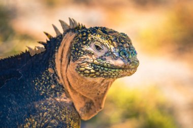 Galapagos Adaları - 24 Ağustos 2017: Endemik arazi Iguana Plaza Sur Island, Galapagos Adaları, Ekvador