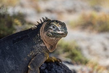 Galapagos Adaları - 24 Ağustos 2017: Endemik arazi Iguana Plaza Sur Island, Galapagos Adaları, Ekvador