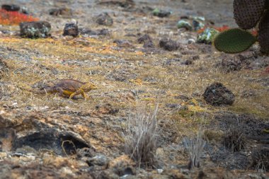 Galapagos Adaları - 24 Ağustos 2017: Endemik arazi Iguana Plaza Sur Island, Galapagos Adaları, Ekvador