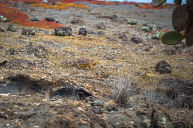 Galapagos Adaları - 24 Ağustos 2017: Endemik arazi Iguana Plaza Sur Island, Galapagos Adaları, Ekvador