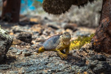 Galapagos Adaları - 24 Ağustos 2017: Endemik arazi Iguana Plaza Sur Island, Galapagos Adaları, Ekvador