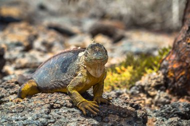 Galapagos Adaları - 24 Ağustos 2017: Endemik arazi Iguana Plaz içinde