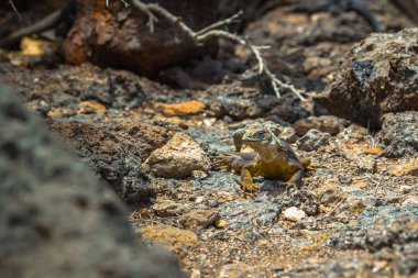 Galapagos Adaları - 24 Ağustos 2017: Endemik arazi Iguana Plaza Sur Island, Galapagos Adaları, Ekvador