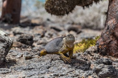 Galapagos Adaları - 24 Ağustos 2017: Endemik arazi Iguana Plaza Sur Island, Galapagos Adaları, Ekvador
