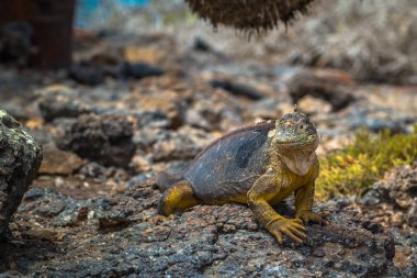 Galapagos Adaları - 24 Ağustos 2017: Endemik arazi Iguana Plaza Sur Island, Galapagos Adaları, Ekvador