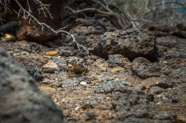 Galapagos Adaları - 24 Ağustos 2017: Endemik arazi Iguana Plaza Sur Island, Galapagos Adaları, Ekvador