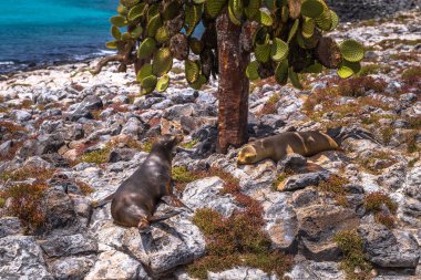 Galapagos Adaları - 24 Ağustos 2017: Sealions Plaza Sur Island, Galapagos Adaları, Ekvador