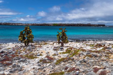 Galapagos Adaları - 24 Ağustos 2017: Peyzaj Plaza Sur Island, Galapagos Adaları, Ekvador