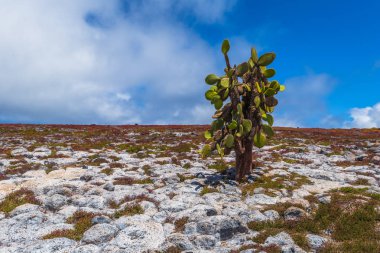 Galapagos Adaları - 24 Ağustos 2017: Peyzaj Plaza Sur Island, Galapagos Adaları, Ekvador