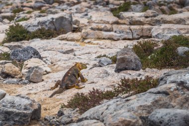 Galapagos Adaları - 24 Ağustos 2017: Endemik arazi Iguana Plaza Sur Island, Galapagos Adaları, Ekvador