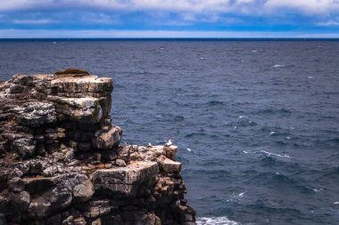 Galapagos Adaları - 24 Ağustos 2017: Boobie sahil o kuşlara