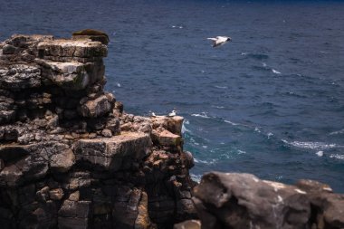 Galapagos Islands - August 24, 2017: Boobie birds at the coast o clipart