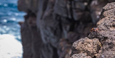 Galapagos Adaları - 24 Ağustos 2017: Yengeç kıyılarında Plaza Sur Island, Galapagos Adaları, Ekvador
