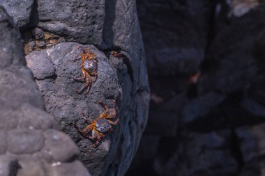 Galapagos Adaları - 24 Ağustos 2017: Yengeç Plaza sahil