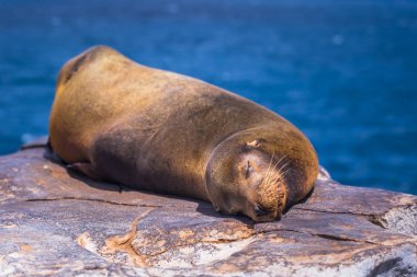 Galapagos Adaları - 24 Ağustos 2017: Plaza Sur Island, Galapagos Adaları, Ekvador uyku Sealion