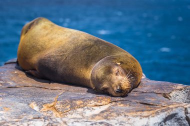 Galapagos Adaları - 24 Ağustos 2017: Plaza Sur Island, Galapagos Adaları, Ekvador uyku Sealion