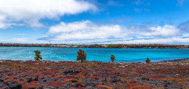 Galapagos Adaları - 24 Ağustos 2017: Endemik kaktüsler Plaza s