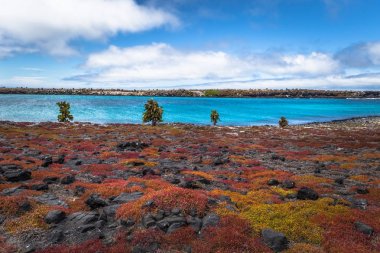 Galapagos Adaları - 24 Ağustos 2017: Endemik kaktüsler Plaza Sur Island, Galapagos Adaları, Ekvador