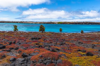 Galapagos Adaları - 24 Ağustos 2017: Endemik kaktüsler Plaza Sur Island, Galapagos Adaları, Ekvador