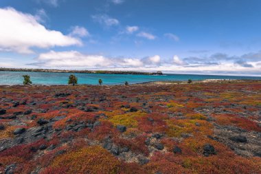 Galapagos Adaları - 24 Ağustos 2017: Endemik kaktüsler Plaza Sur Island, Galapagos Adaları, Ekvador