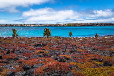 Galapagos Adaları - 24 Ağustos 2017: Endemik kaktüsler Plaza Sur Island, Galapagos Adaları, Ekvador