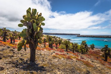Galapagos Adaları - 24 Ağustos 2017: Endemik kaktüsler Plaza Sur Island, Galapagos Adaları, Ekvador
