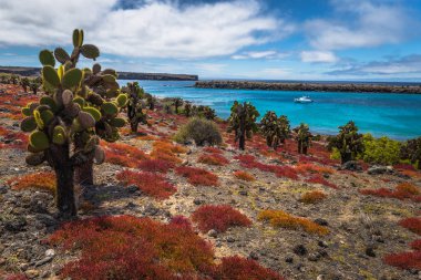 Galapagos Adaları - 24 Ağustos 2017: Endemik kaktüsler Plaza s