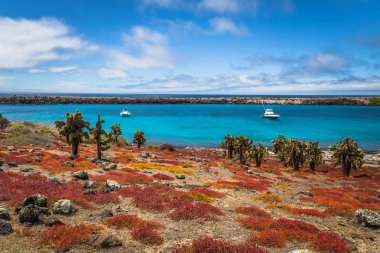 Galapagos Adaları - 24 Ağustos 2017: Endemik kaktüsler Plaza Sur Island, Galapagos Adaları, Ekvador