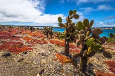 Galapagos Adaları - 24 Ağustos 2017: Endemik kaktüsler Plaza Sur Island, Galapagos Adaları, Ekvador
